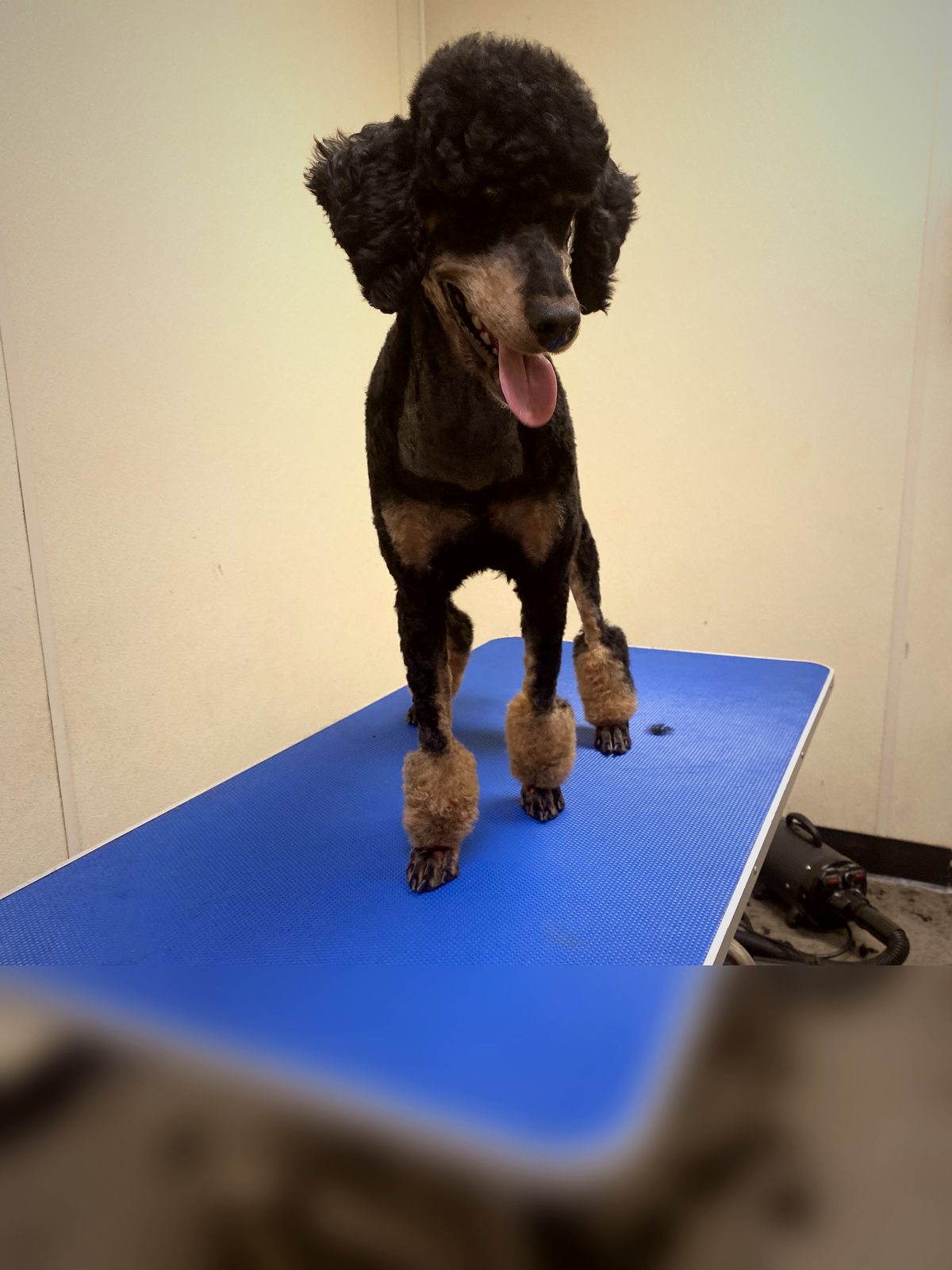 Black and tan poodle after grooming