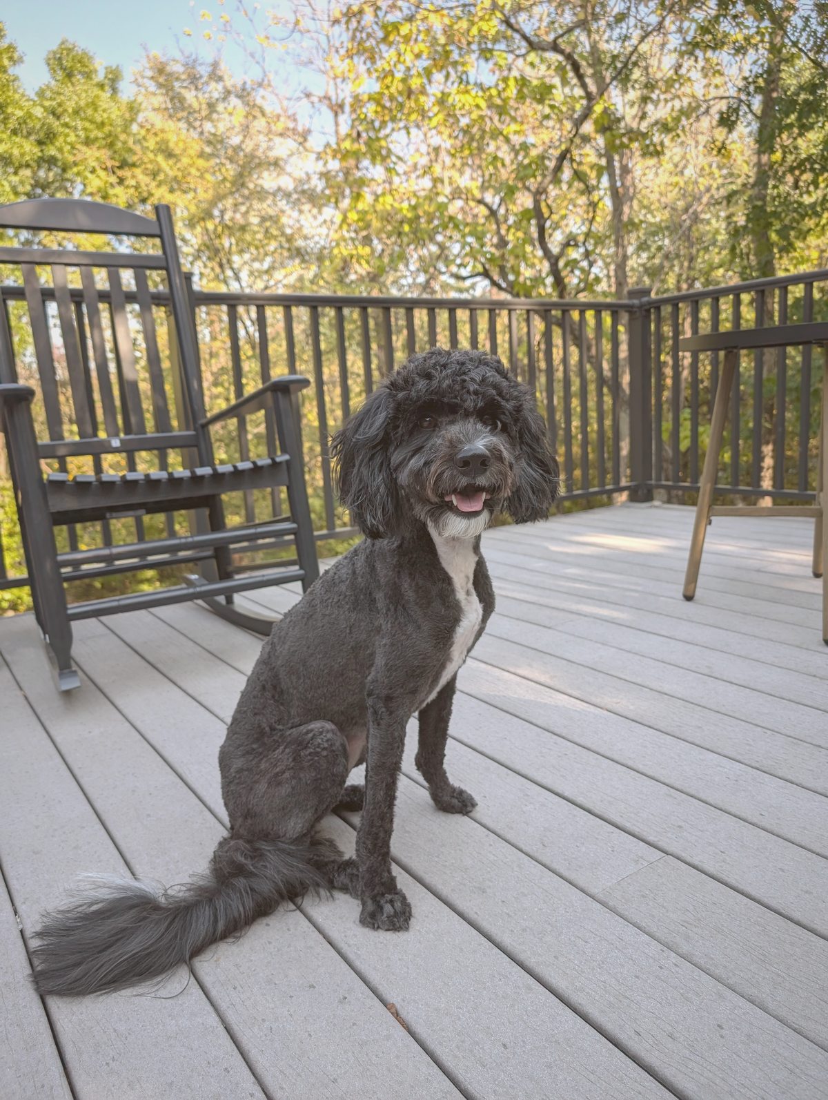 Black doodle after grooming