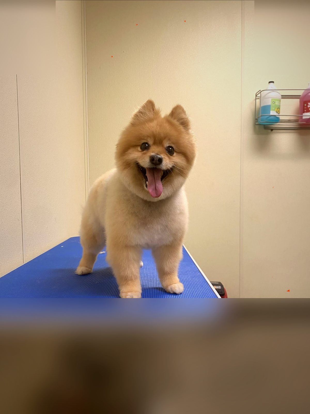 Pomeranian after grooming