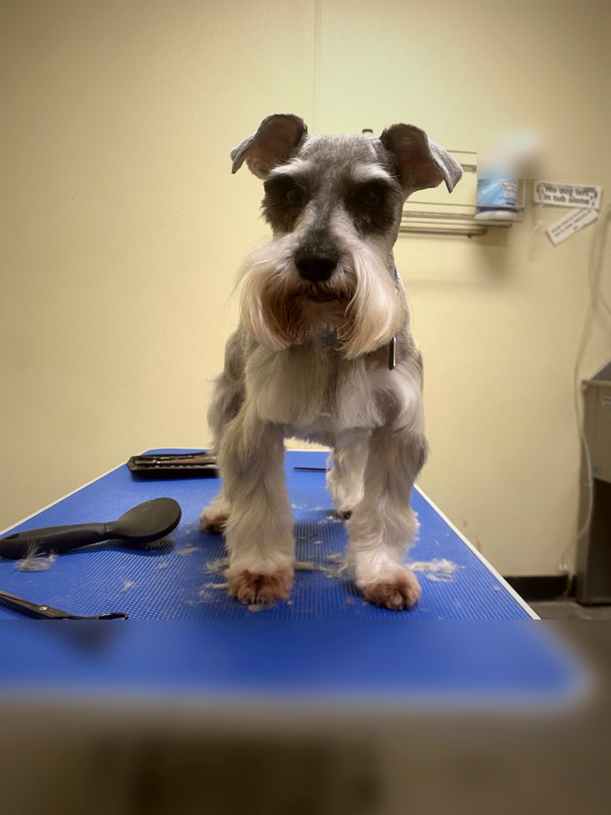 Schnauzer after grooming