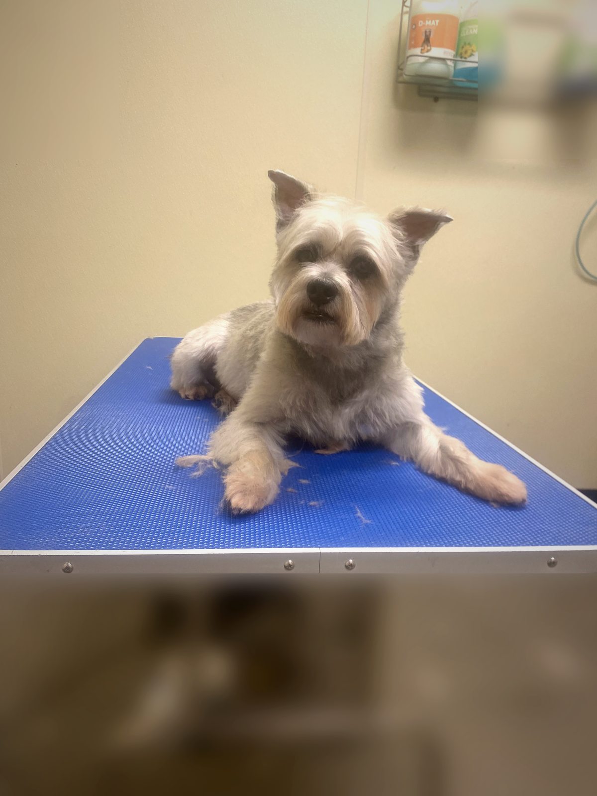 Schnauzer relaxed on grooming table