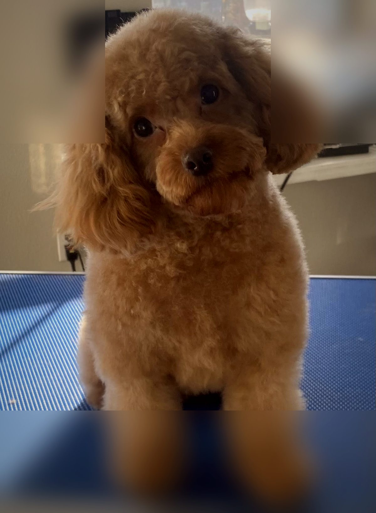 Apricot toy poodle after grooming