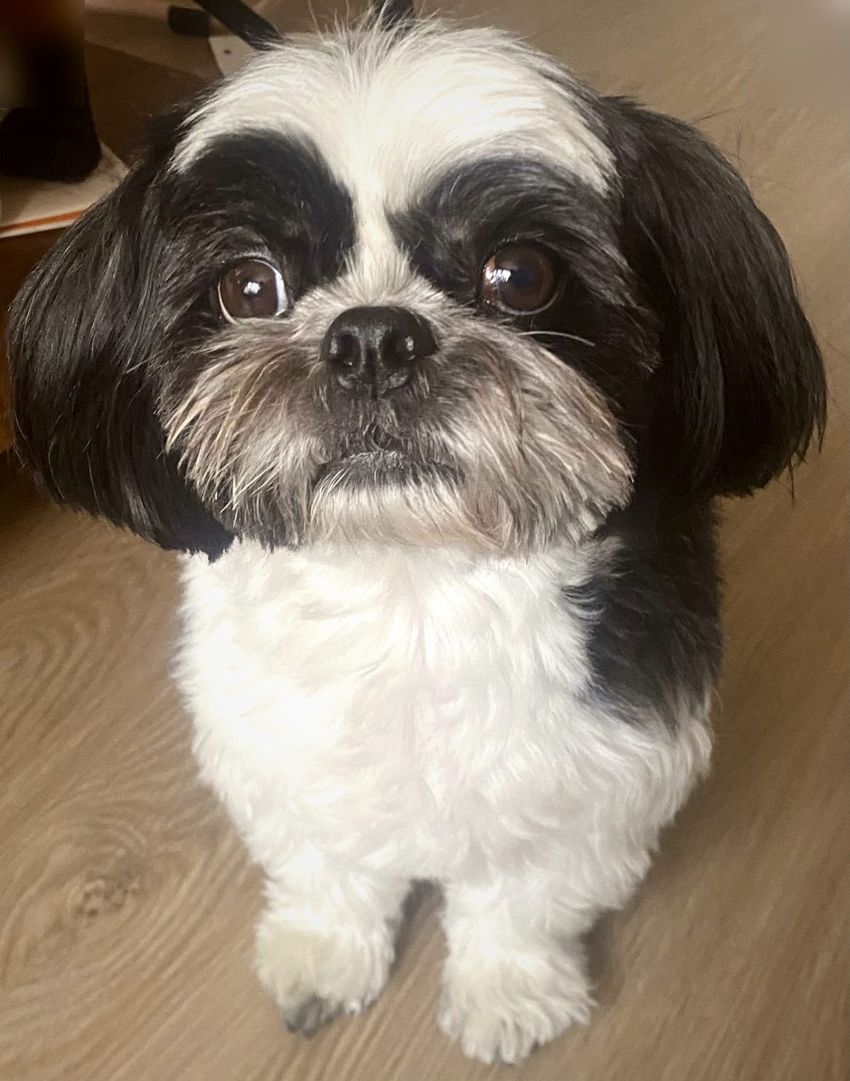 Shih Tzu after grooming