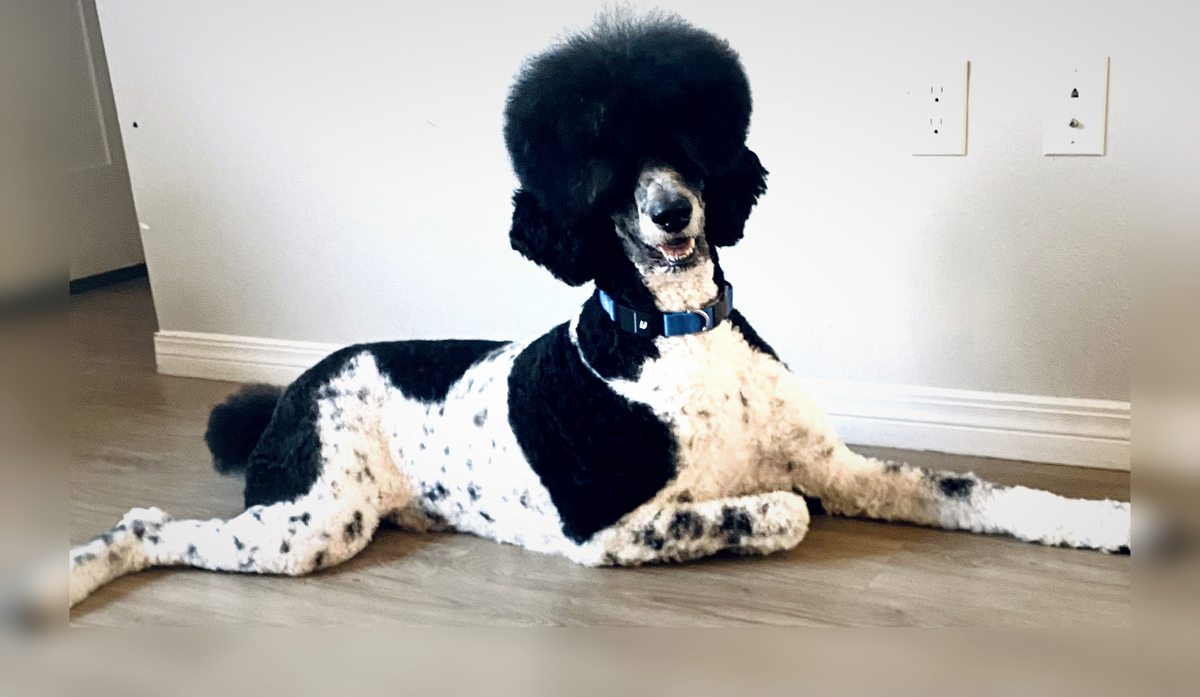 Black and white standard poodle after grooming
