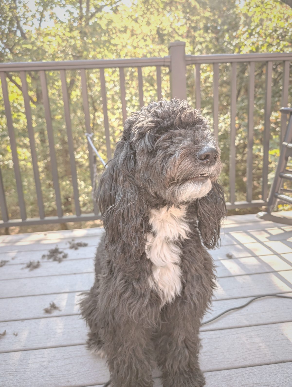 Black doodle before grooming