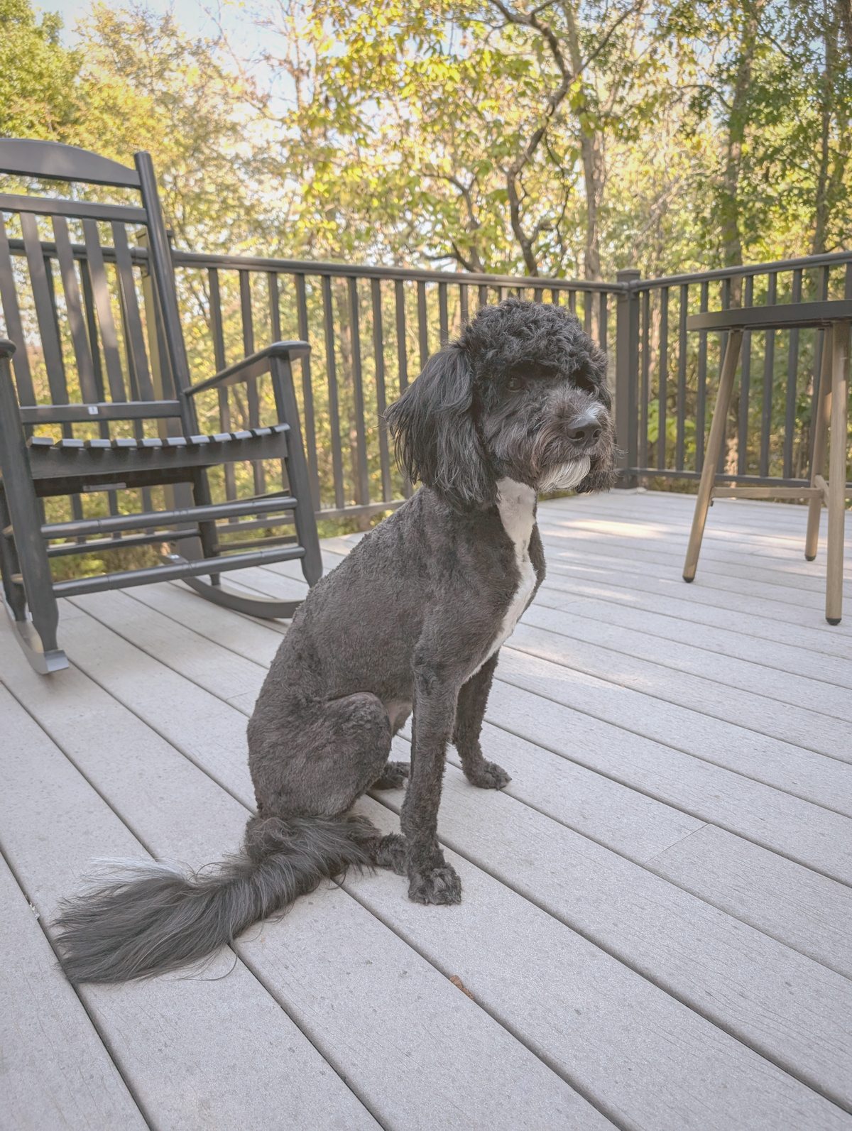 Black doodle side profile after grooming